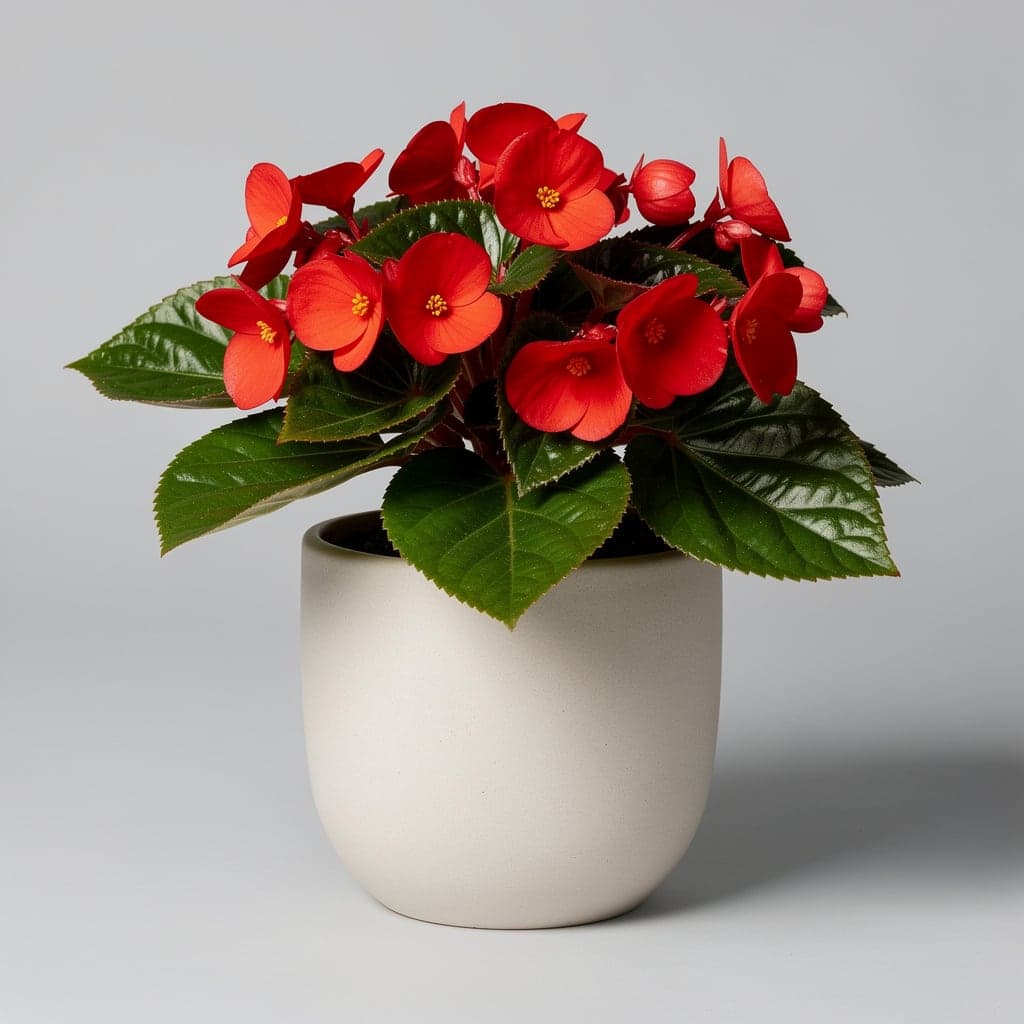Begonia