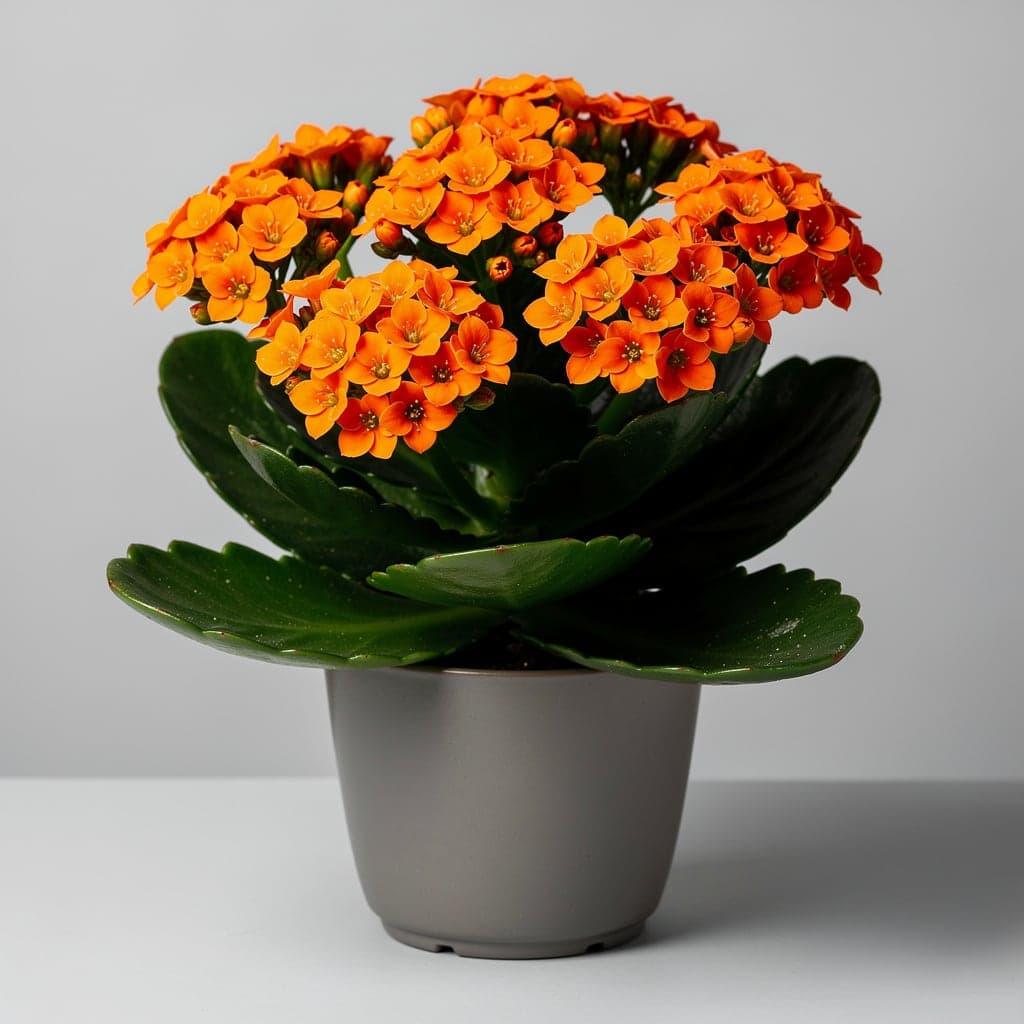 Kalanchoe (Kalanchoe)