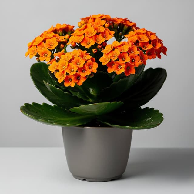 Kalanşo (Kalanchoe)