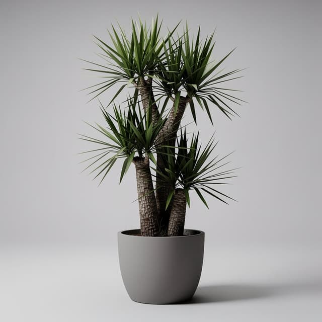 Yucca